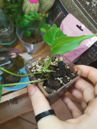 Philodendron Micans Aurea