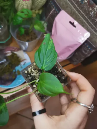 Philodendron Micans Aurea