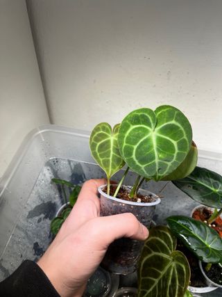 Anthurium Clarinervium