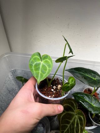 Anthurium Clarinervium