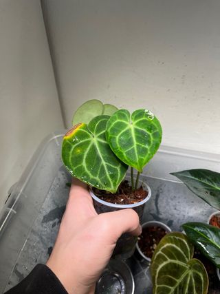 Anthurium Clarinervium