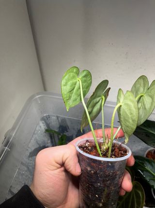 Anthurium Clarinervium