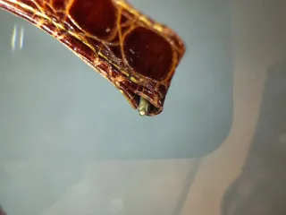 Correa 19.5 mm reloj de lagarto borgoña y dorado