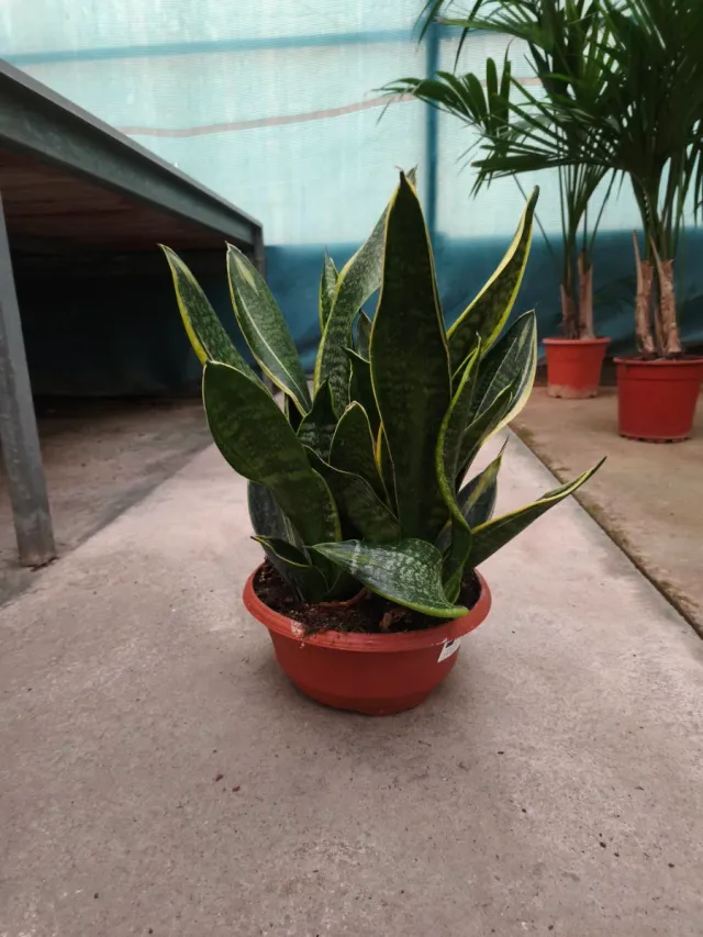Sansevieria en maceta