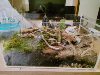 Terrario para isópodos panda