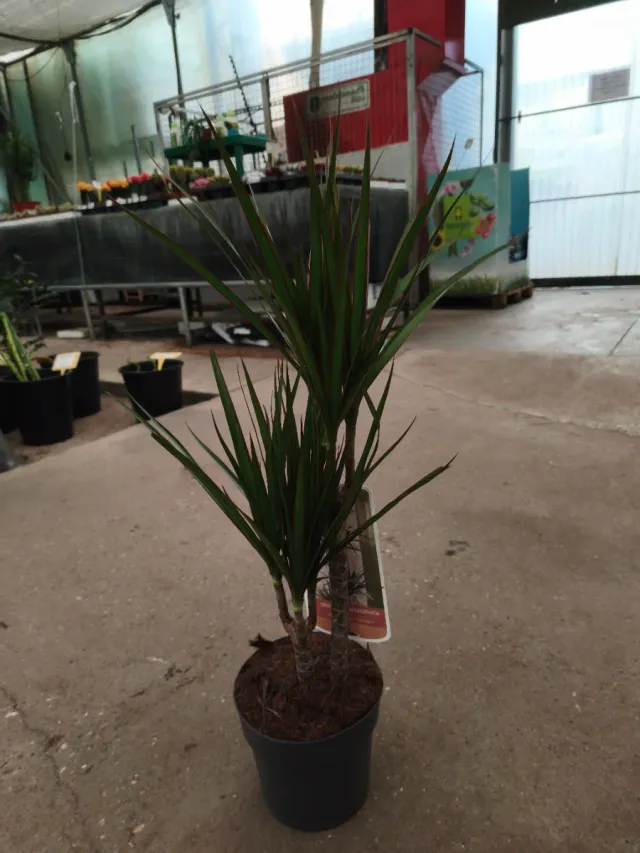 Dracaena marginata planta