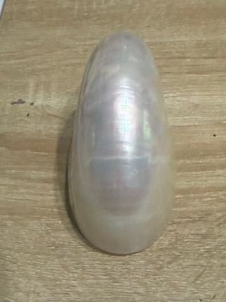 Nautilus madreperlaceo