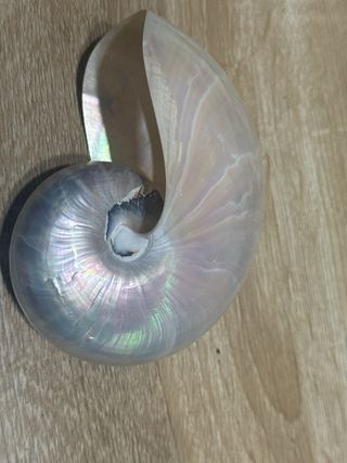 Nautilus madreperlaceo