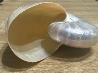 Nautilus madreperlaceo