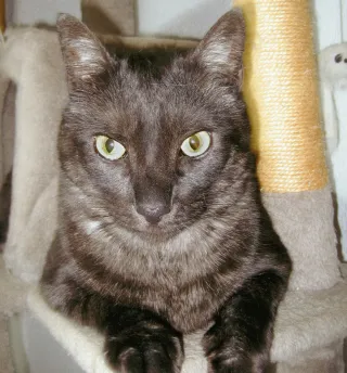 Canon IXUS 60, Y2k Edición Metálica con Visor