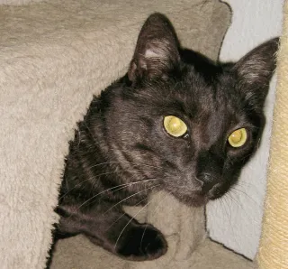 Canon IXUS 60, Y2k Edición Metálica con Visor