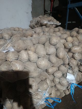 Patatas nuevas gallegas recién cosechadas