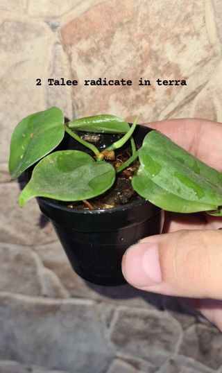 Talea philodendron scandes con foglie verdi