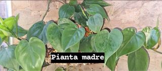 Talea philodendron scandes con foglie verdi