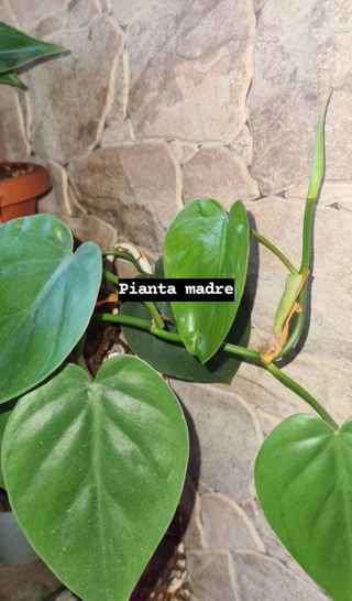 Talea philodendron scandes con foglie verdi