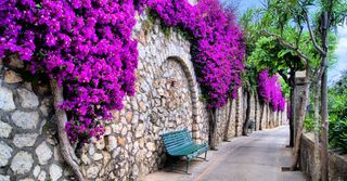 Planta trepadora colgante flor en maceta