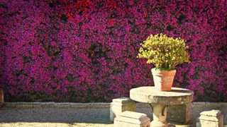 Planta trepadora colgante flor en maceta