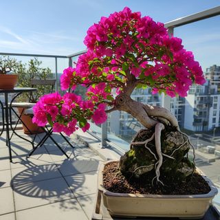 Planta trepadora colgante flor en maceta
