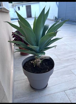 Macetero gris con planta