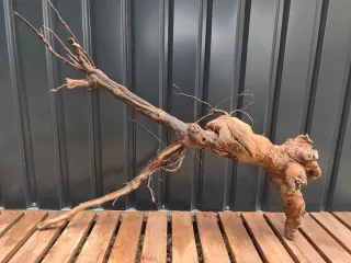 Raíz/tronco Decoración acuario OFERTA SOLO HOY!