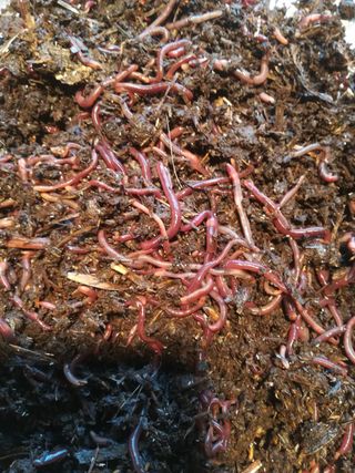 Núcleo Lombricultura