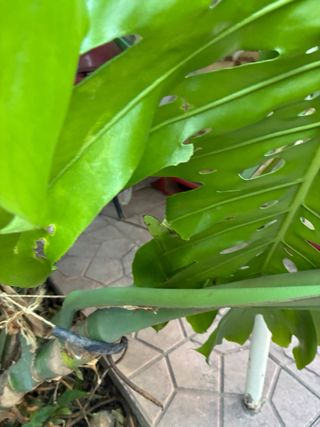 Esqueje Monstera Deliciosa