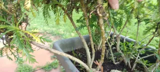 Planta margarita enraizada lista para florecer