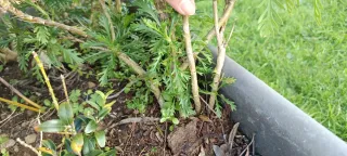 Planta margarita enraizada lista para florecer