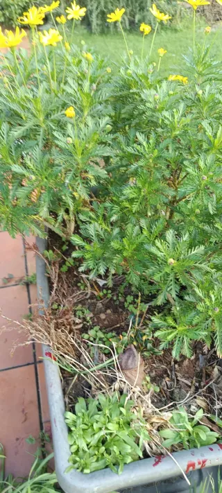 Planta margarita enraizada lista para florecer