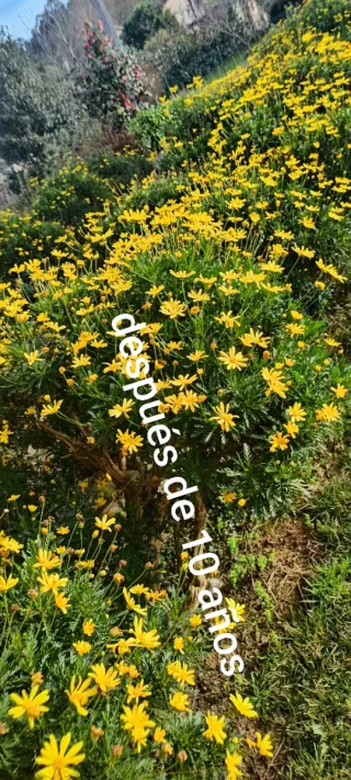 Planta margarita enraizada lista para florecer