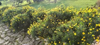 Planta margarita enraizada lista para florecer