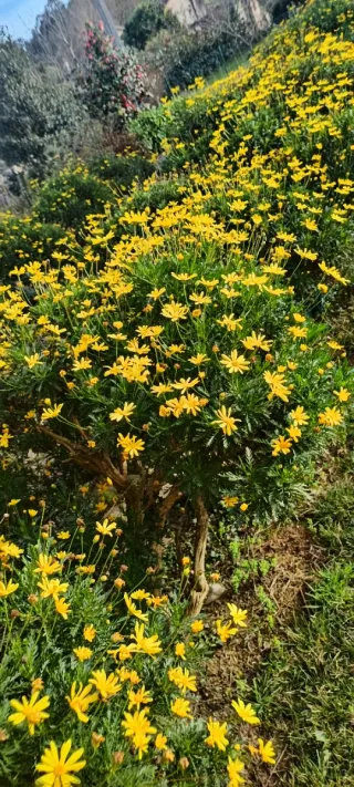 Planta margarita enraizada lista para florecer