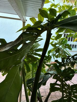 Esqueje Monstera Deliciosa