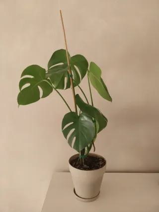 Planta Monstera Deliciosa interior