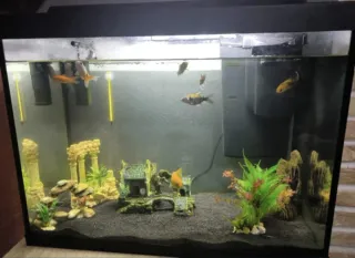 Pecera con adornos y peces