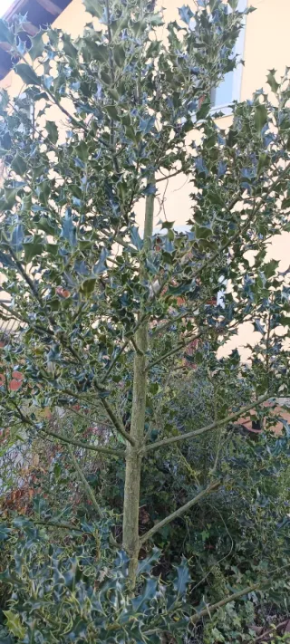 Acebo con raíz listo para trasplantar,