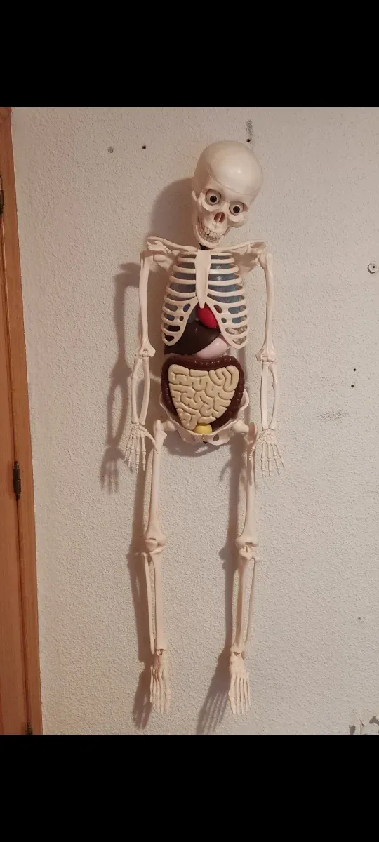 Muñeco anatómico cuerpo humano