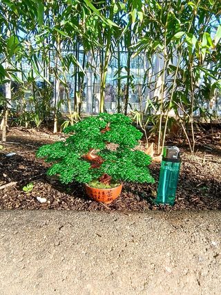 Bonsái miniatura escultura