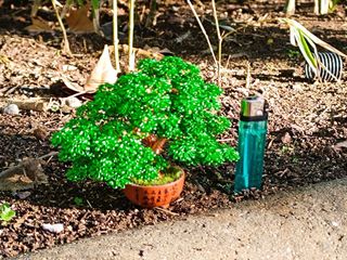 Bonsái miniatura escultura