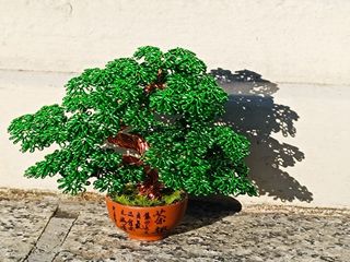 Bonsái miniatura escultura