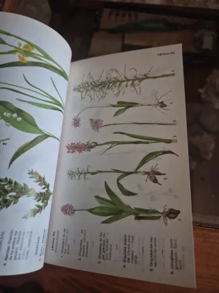 Guía de Flores: Nombres y Dibujos