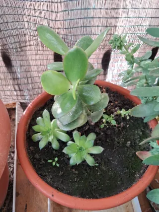 Plantas y esquejes variados