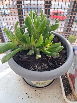 Plantas y esquejes variados