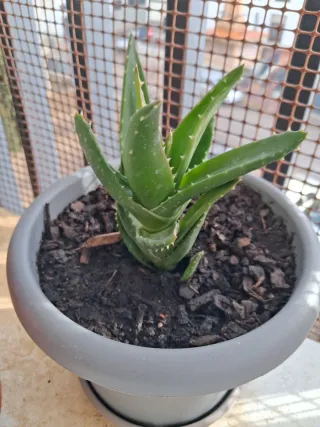 Plantas y esquejes variados