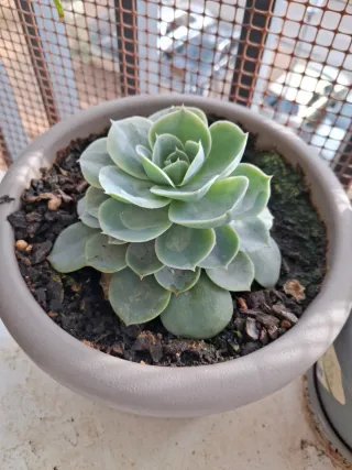 Plantas y esquejes variados