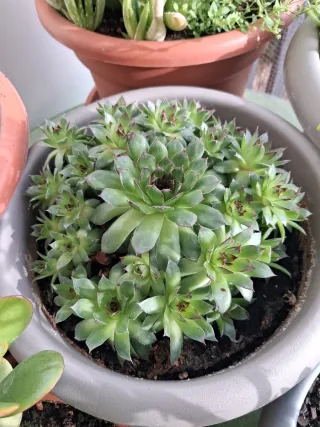 Plantas y esquejes variados