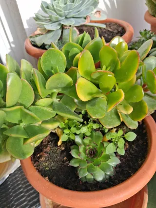 Plantas y esquejes variados
