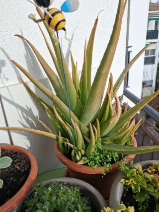 Plantas y esquejes variados