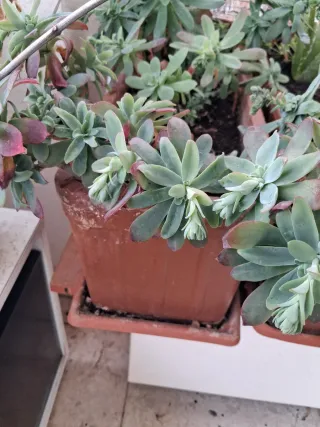 Plantas y esquejes variados