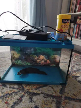 Acuario/ pecera